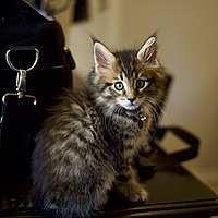 Brown mackerel tabby male kitten.