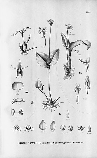 <i>Malaxis cogniauxiana</i> Species of orchid