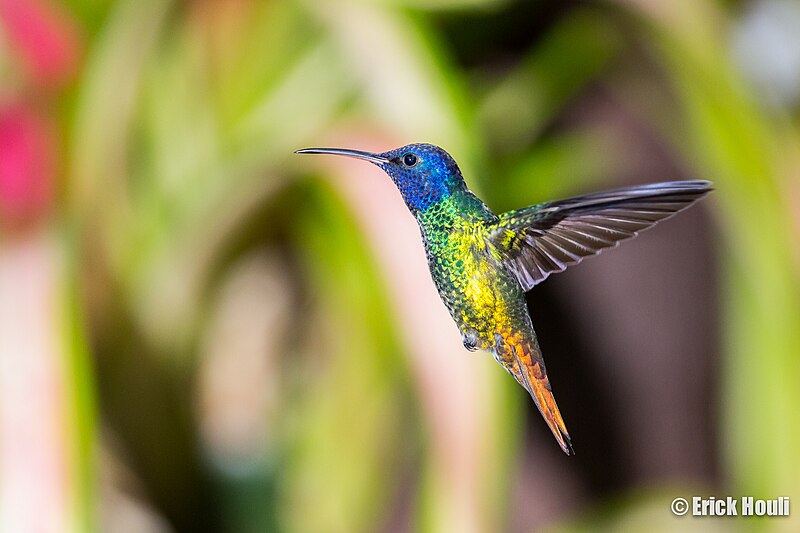 File:Male Golden-Tailed Sappire (Chrysuronia oenone).jpg