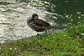 * Nomination: Mandarin duck at the Floßlände in Thalkirchen, Munich --Kritzolina 12:40, 25 July 2023 (UTC) * * Review needed