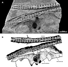 Mangrullo Formation Mesosaurus tenuidens.jpg