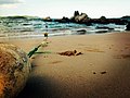 Miniatuur voor Bestand:Marble beach Trincomalee.jpg