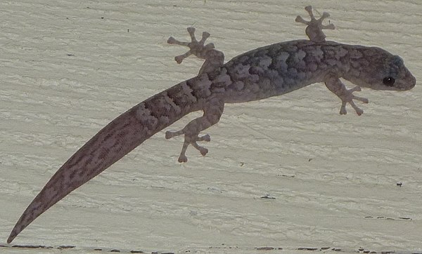 The conspicuous change in the tail pattern of this marbled gecko indicates regeneration after autotomy.