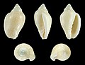 * Nomination Shell of a Margin snail, Marginella irrorata --Llez 11:04, 28 May 2019 (UTC) * Promotion  Support Good quality. --Ermell 12:26, 28 May 2019 (UTC)