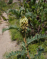 Marsh Milkvetch (Astragalus pycnostachyus) (7398036784).jpg