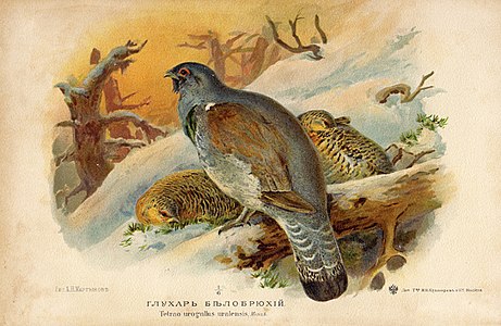 Martynov-Capercaillie.jpg