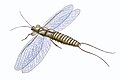 Image 10Mazothairos, a Carboniferous member of the now extinct order Palaeodictyoptera. (from Evolution of insects)