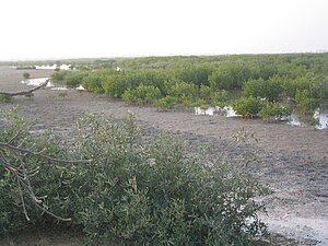 Mangrove: Étymologie, Répartition géographique, Faune