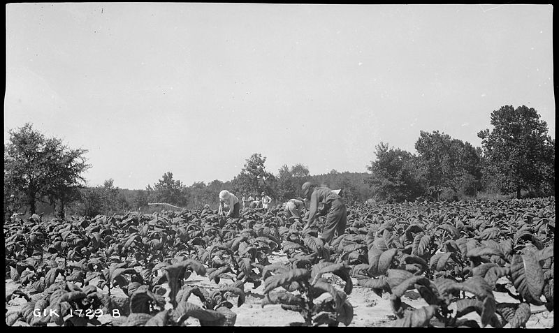 File:Mc Nabb, L.G., harvesting tobacco - NARA - 279805.jpg