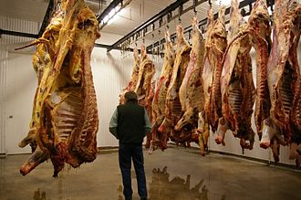 Meat hanging in a cooler room. Freshly slaughtered animals are on the left, day-old animals on the right. Meat hanging in cooler room-01.jpg