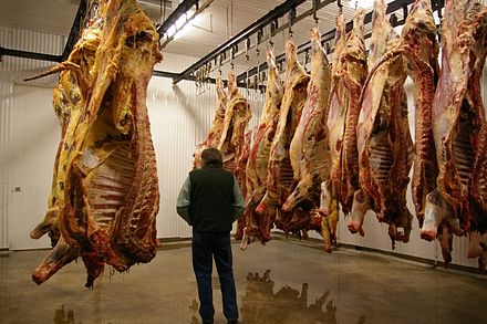 Meat hanging in a cooler room. Freshly slaughtered animals are on the left, day-old animals on the right.
