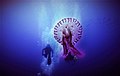 Una medusa Pelagia noctiluca e un sommozzatore nuotano nelle acque protette
