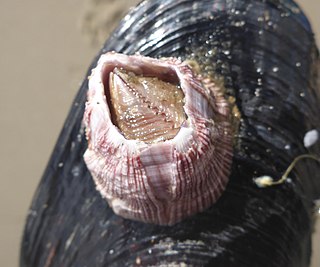 <i>Megabalanus californicus</i> Species of barnacle