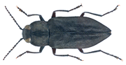 Thumbnail for Melanophila acuminata