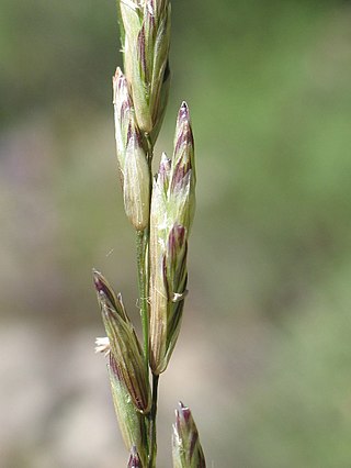 <i>Melica californica</i> Species of flowering plant