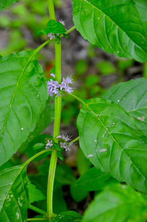 Mentha: Mint  Portland Nursery