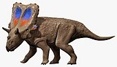 Life restoration of the Late Cretaceous horned dinosaur Mercuriceratops Mercuriceratops NT small.jpg