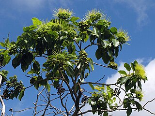 <i>Metrosideros macropus</i> Species of plant