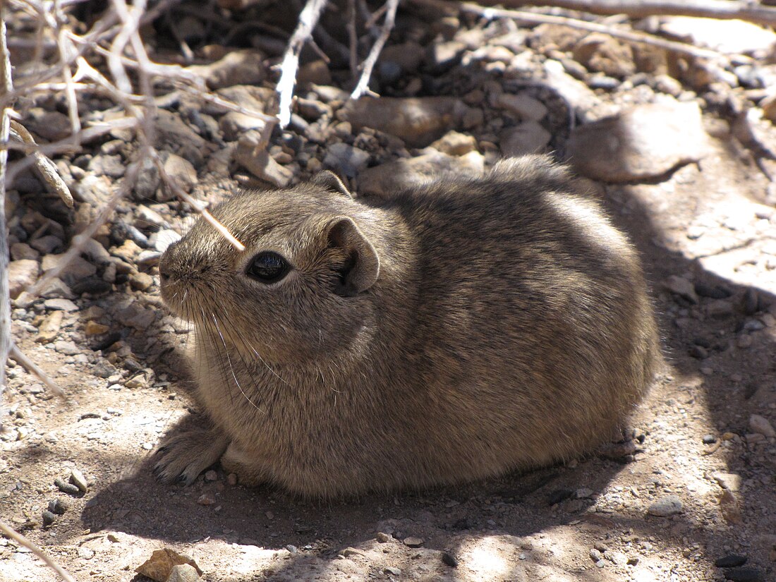 Zuidelijke dwergcavia