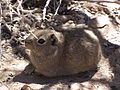 Miniatuurafbeelding voor de versie van 14 apr 2010 14:43