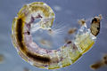 Deutsch: Zuckmückenlarve English: Larvae of Chironomidae (informally known as chironomids or non-biting midges)