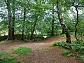 Millpond Wood in Sevenoaks.