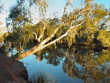 Millstream Creek Riparian Vegetation