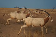 Scimitar-Horned Oryx