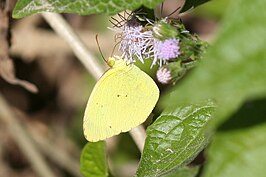 Eurema nise