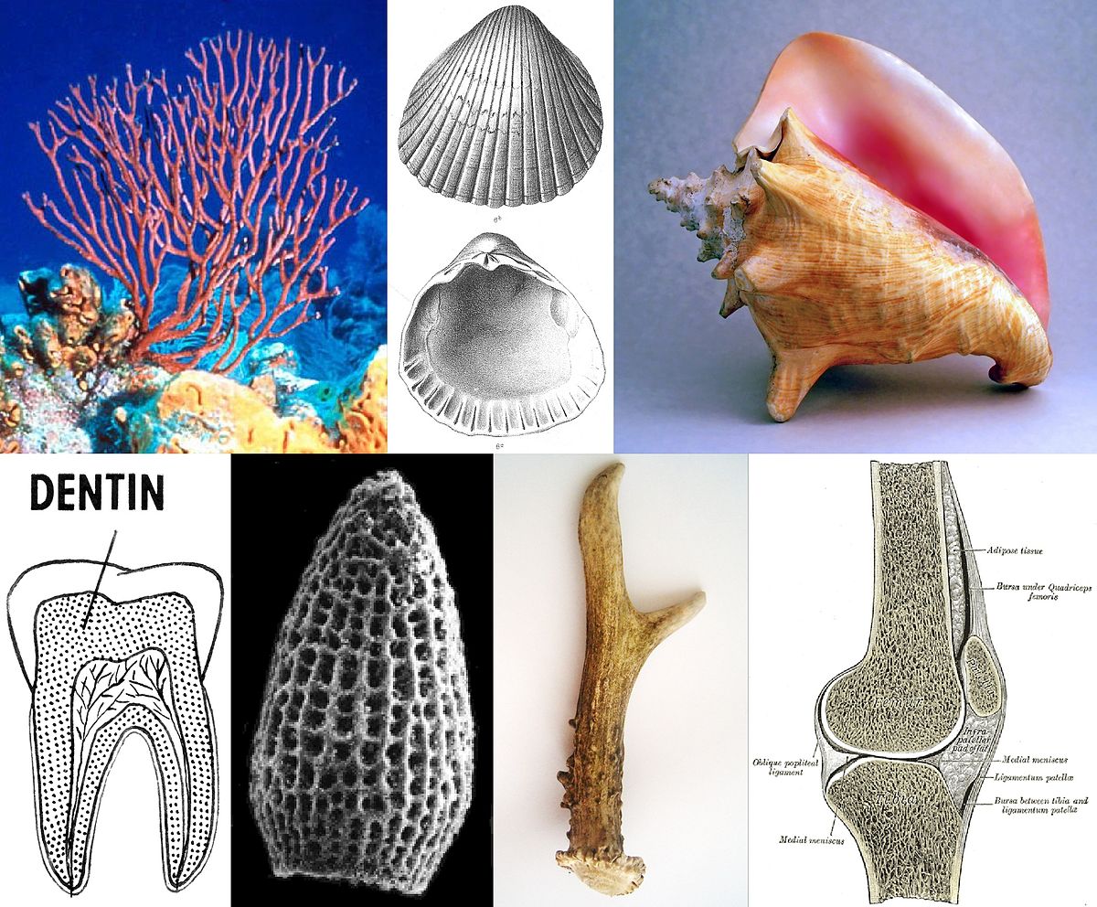 properties materials 7 engineering of Wikipedia Mineralized tissues