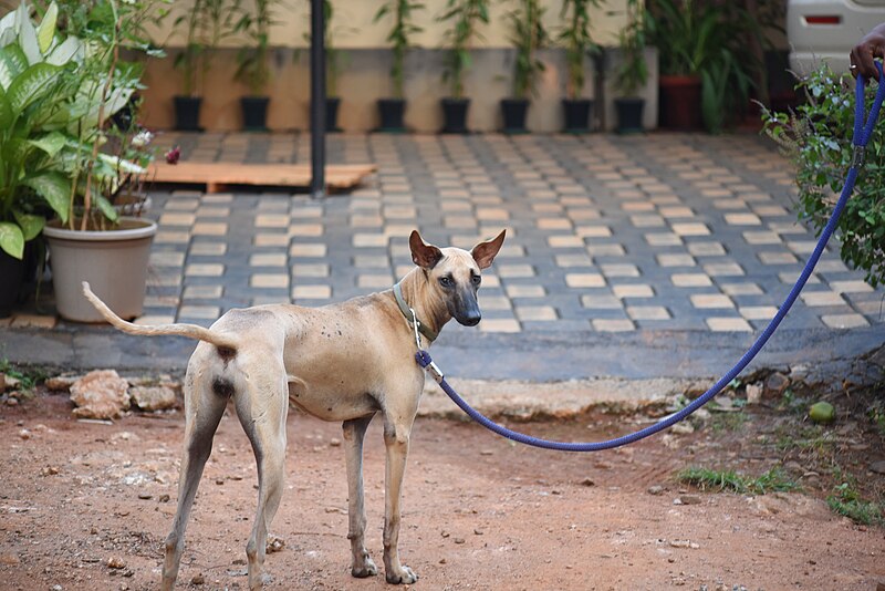 File:Mini 5 months old male Chippiparai dog 4.jpg