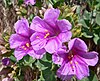 Mirabilis multiflora 3.jpg