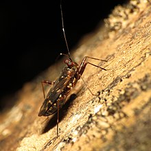 Mirid Bug - Flickr - treegrow (1) .jpg