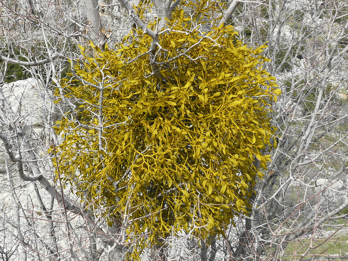 Mistleltoe in Lebanon.JPG