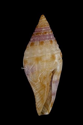 <i>Mitromorpha alphonsiana</i> Species of gastropod