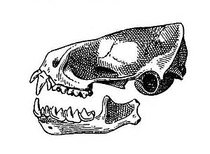 Molossops temminckii skull.jpg