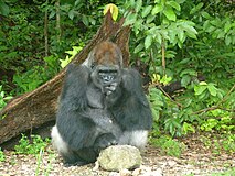 Jungle Animals - Wikipedia