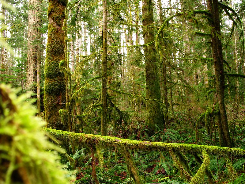 File:Mossy trees Vancouver Island.jpg