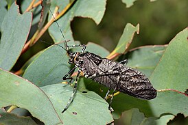 Acripeza reticulata