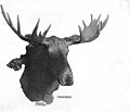 Mounted moose head, Valdez, Alaska, 1908 (AL+CA 4920).jpg