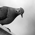 Mourning dove in the evening (4820919633).jpg