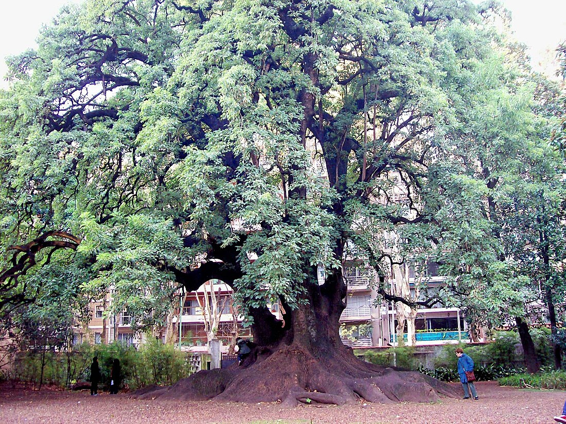 Phytolacca dioica