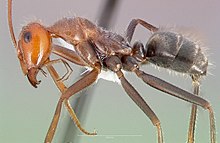 Myrmecocystus mendax casent0005413 profile 1.jpg