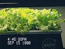 NASA aeroponic lettuce seed germination. Day 30. NASA-Aeroponics International-lettuce-day12.jpg