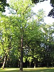 1 tulip tree