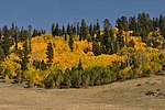 Aspens ve sonbaharda bir çayır.