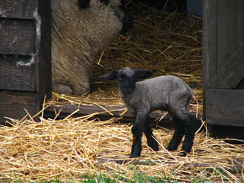 File:NL-ZH - Lisse - Sheep - Chordata - Ovis - Bovidae - Artiodactyla (4890173807).jpg