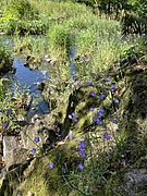 Wupperfelsen mit Stillwasserzone