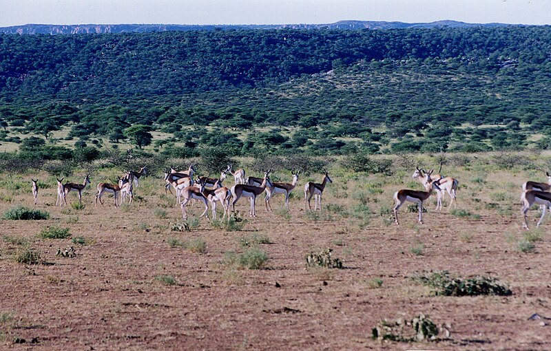 File:Namibia 1994 Springboks (4715209836).jpg