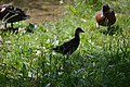 Deutsch: Vögel am Dinopark des Kleinen Spreewaldparks in Schöneiche bei Berlin.